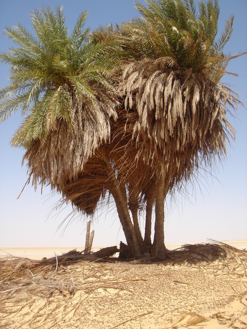 One cluster of the palm trees at Bi'r Nukhayla