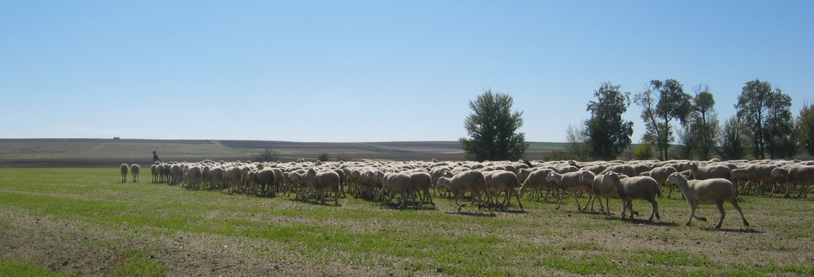 Nearby shepherd