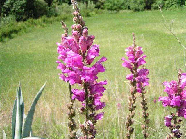 Snapdragon at the confluence