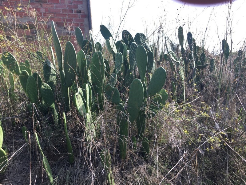 Nearby cacti