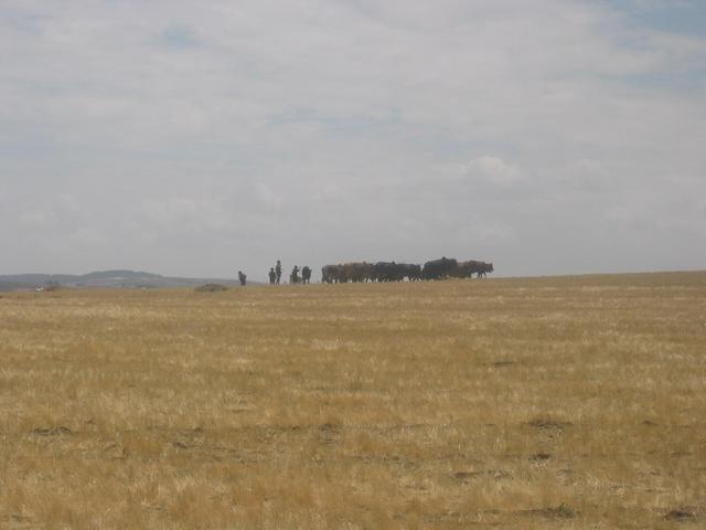 Herd in the highlands