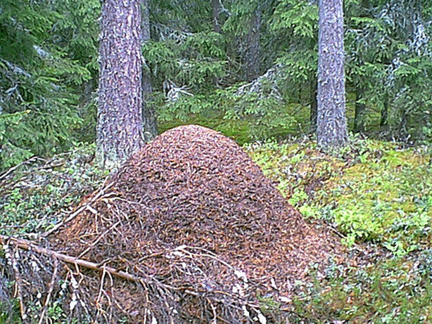 Ant hill.