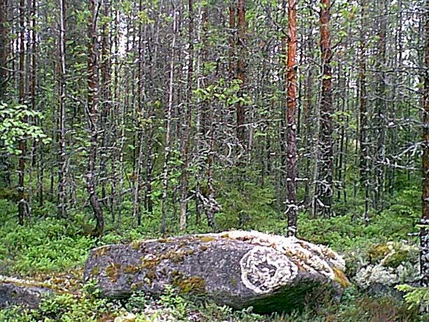 A rock near the spot with round-shaped moss growth on it, almost like marking the place.