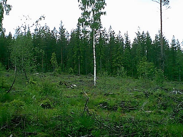 A lone birch left to guard the clearing we walked across on our way to the confluence.