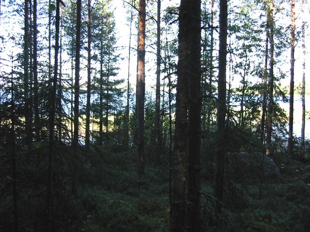 View the north from the confluence, Lake Keitele being behind the forest.