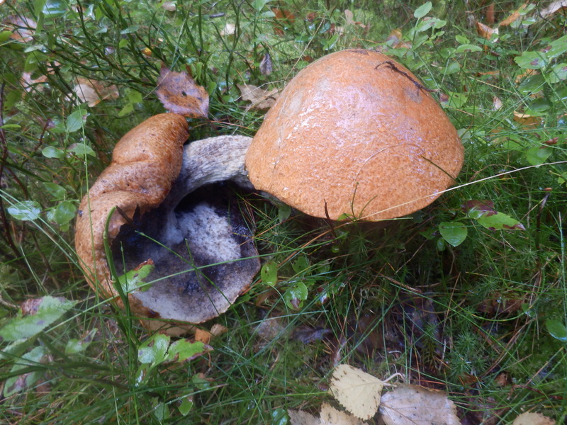 Mushrooms near the Confluence