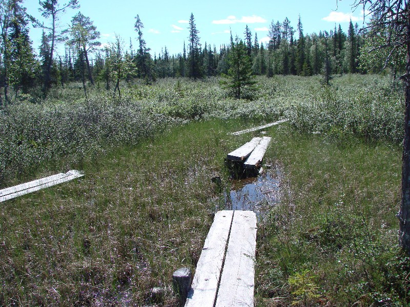 Wooden planks over the swampy area / Der nicht immer komplette Weg über das Sumpfgebiet