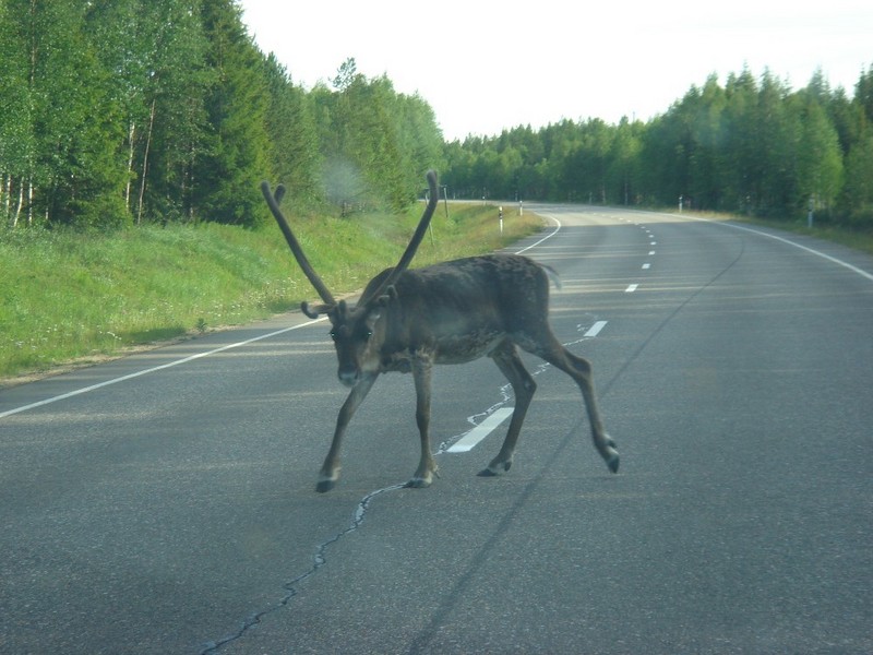 Finnland Highway Reindeer / Finnlands Straßentiere - Rentier