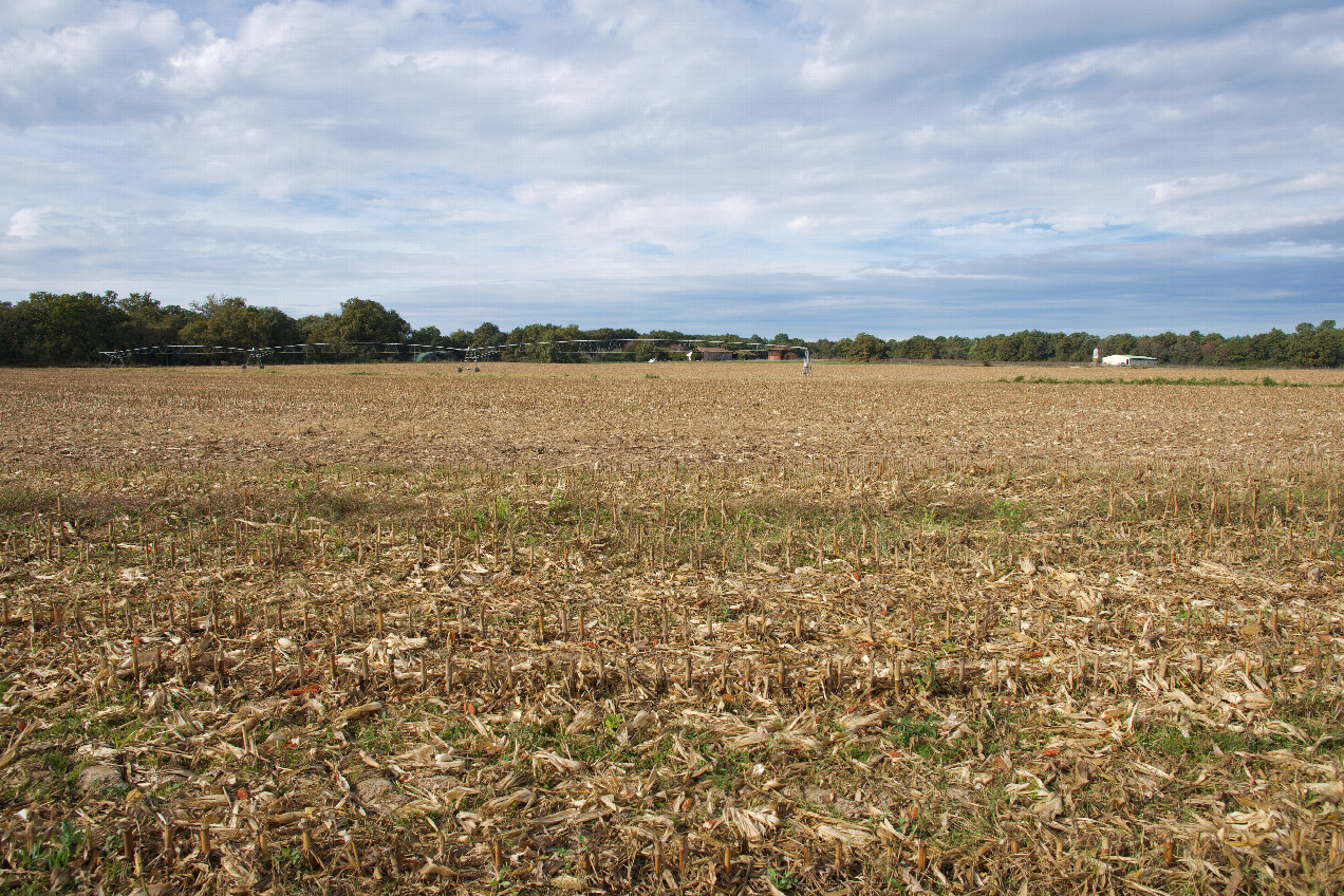The confluence point lies in a (recently-harvested) corn field.  (This is also a view to the West.)