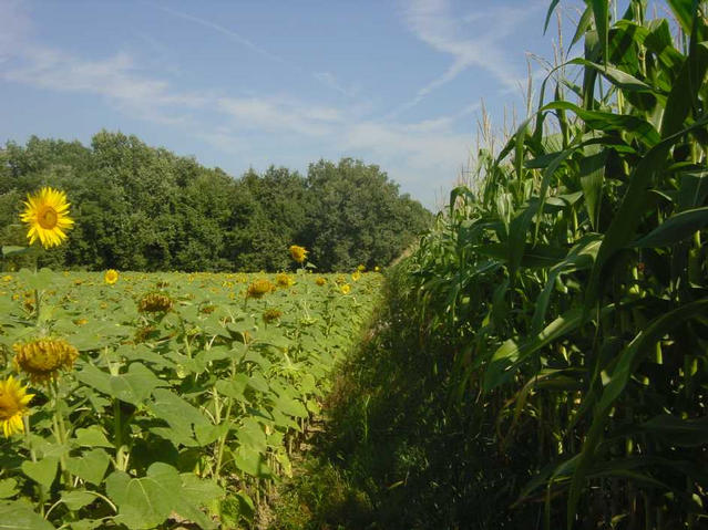 Heading North, the path between sunflowers and corn