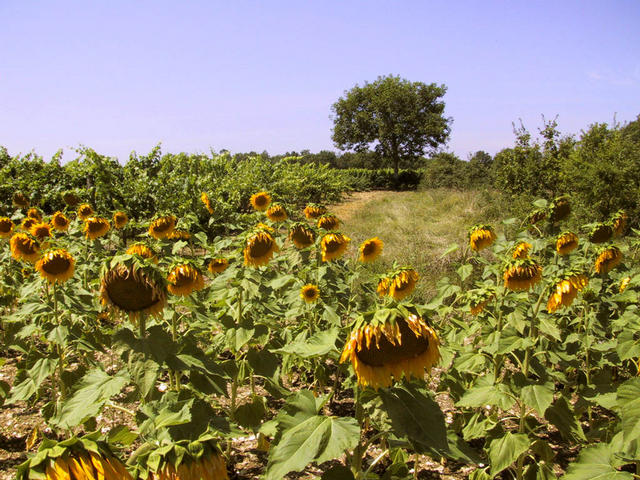 View from the sunflower field at the confluence