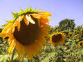 #4: Some sunflowers