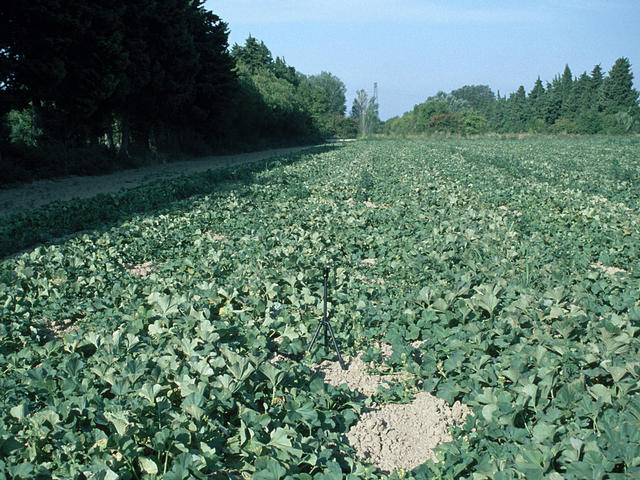 View of the confluence point in the middle of a melon field