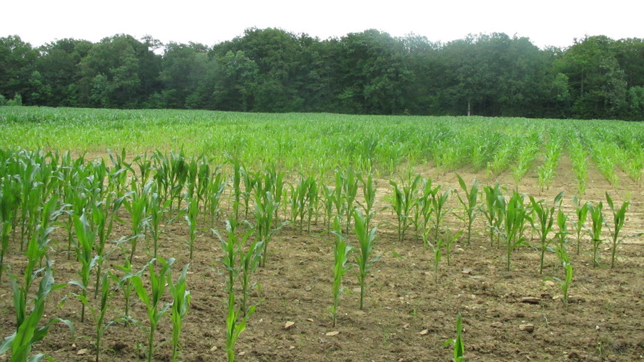 The corn field, next to the forest where the CP is located