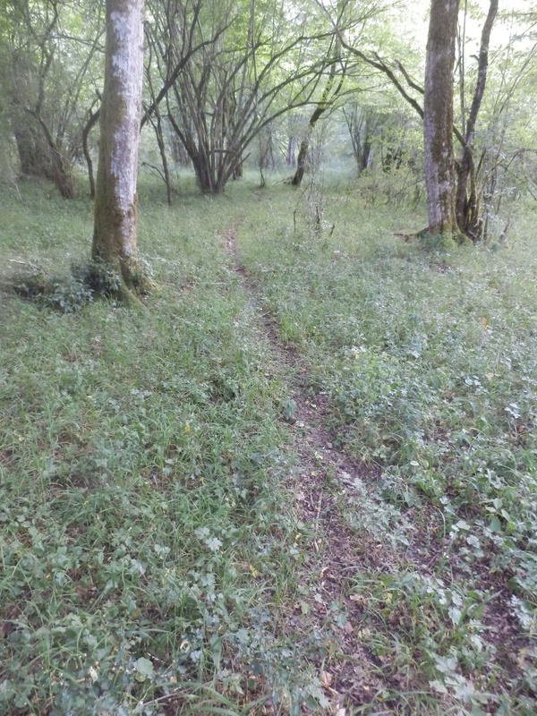 Footpath that is used by Wild Pigs when they visit the confluence