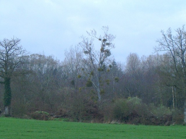 Tree with mistletoe