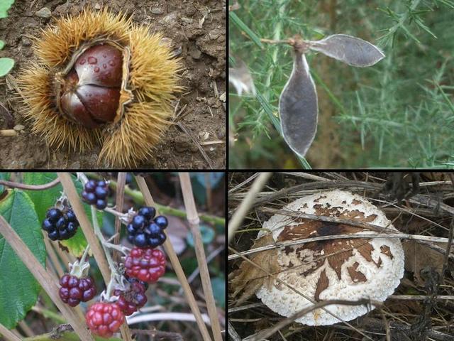 four samples of nature around