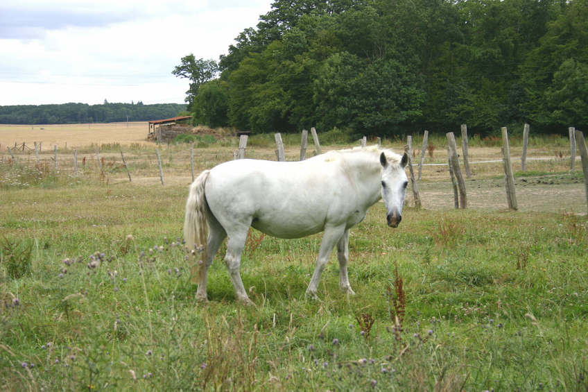 Horse, 200 m from the CP