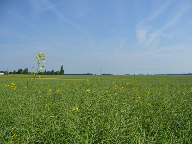 View to the North: rape field
