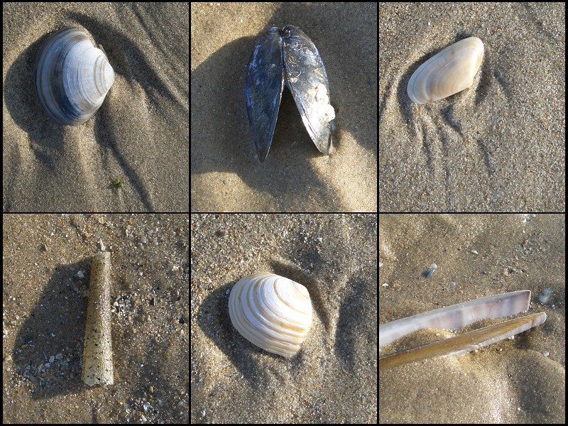 A collection of shells