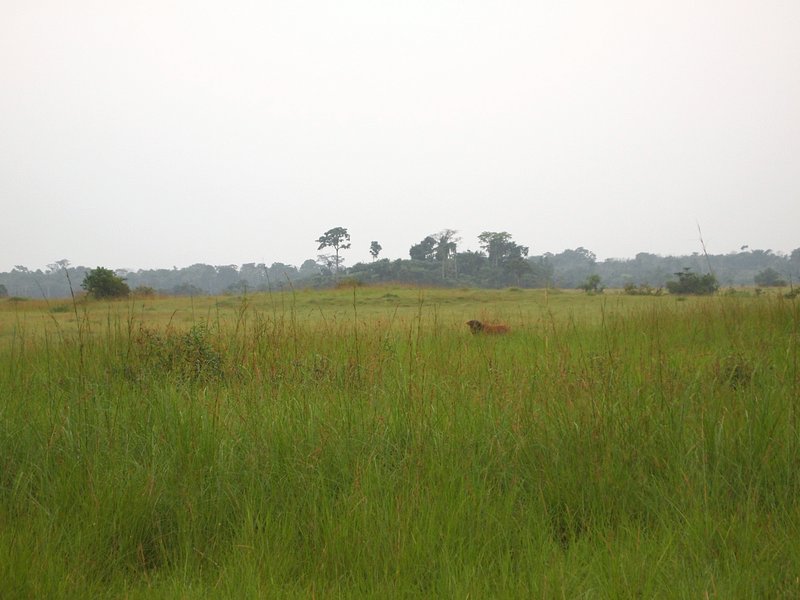 One African buffalo observing two confluence hunters