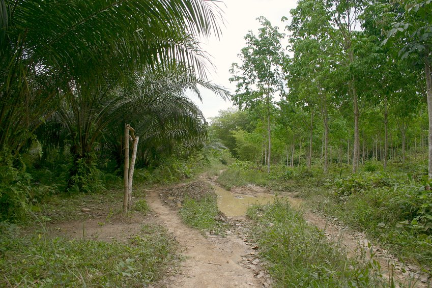 The water-logged track into the forest