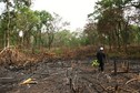 #8: Burned forest to get space for agriculture