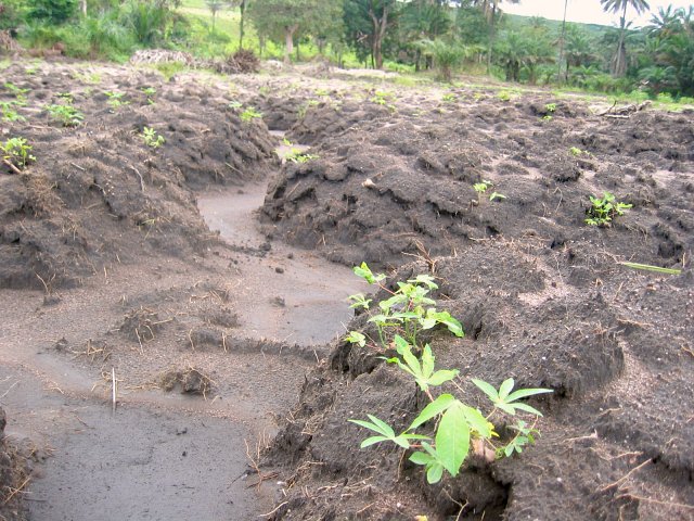 The manioc field