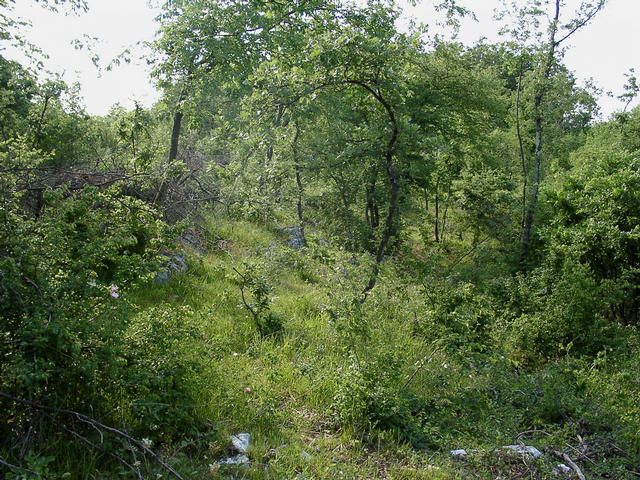 The terrain around is covered by partly very dense brushwood. On the left a fence of stacked branches can be seen.