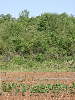 #1: The confluence point is next to the bushes at the border of the field. Seen from the East.