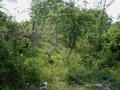 #6: The terrain around is covered by partly very dense brushwood. On the left a fence of stacked branches can be seen.