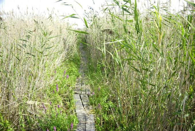 Holzsteg im Schilf / Footbridge in the reeds