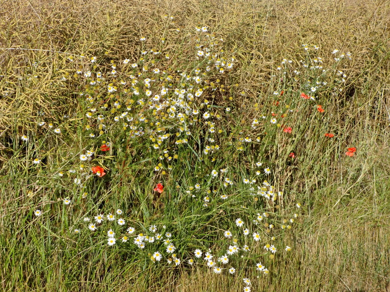 Flowers (chamomile and poppies) at the field edge / Ромашка и маки у обочины