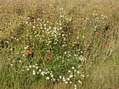 #9: Flowers (chamomile and poppies) at the field edge / Ромашка и маки у обочины