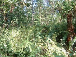 #1: Jungle near the equator