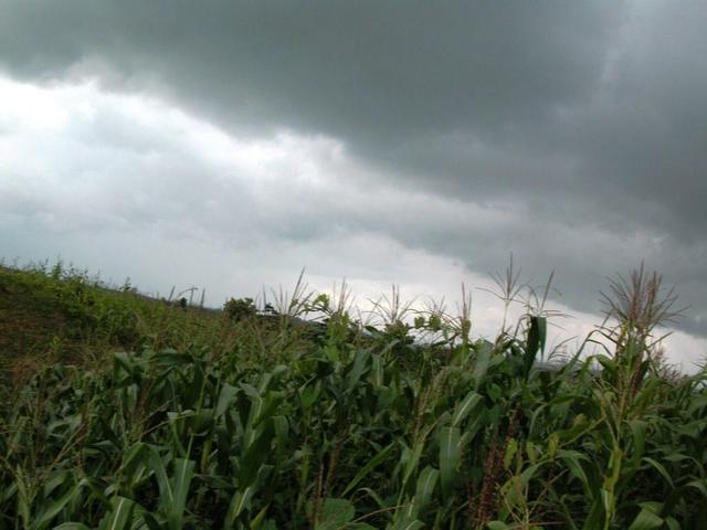 south (north and west are identical and show only corn stalks)