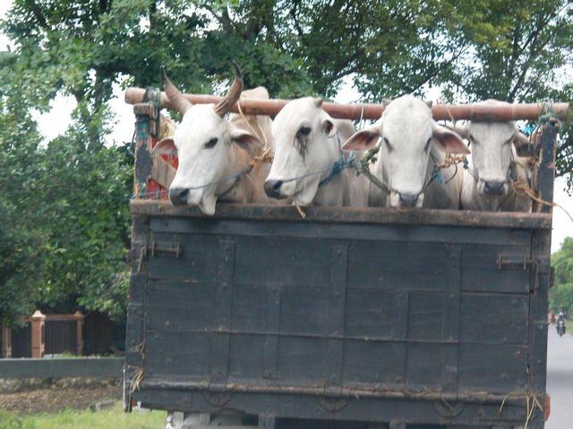 on the road near purwodadi - a bunch of sad cows about to become someones Idul Adha feast