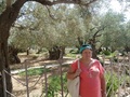 #6: В Гефсиманском саду деревьям 2000 лет.../2000 years of Gethsemane garden