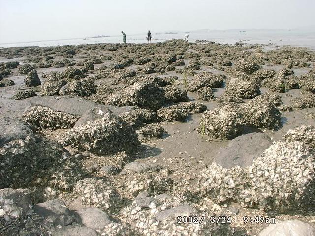 Sea Shore; And people collecing Sea-Shell flesh
