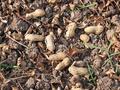 #9: Peanuts found in the confluence point