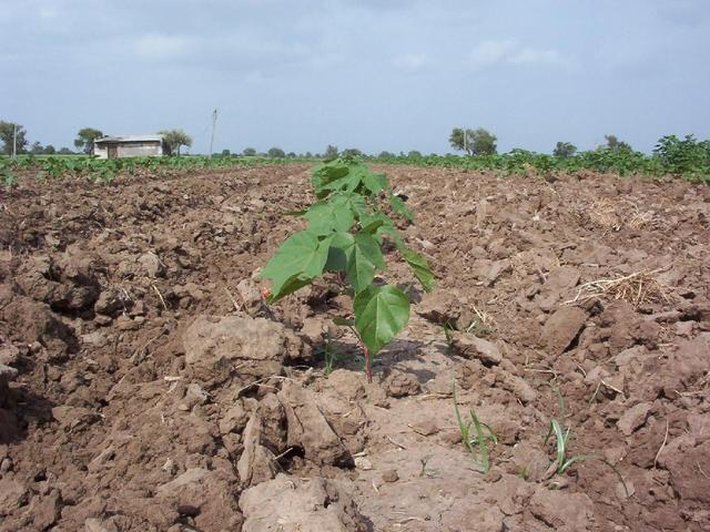 Cotton plants in the field