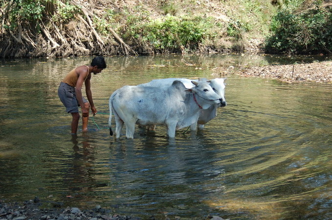 Washing bullocks in the river