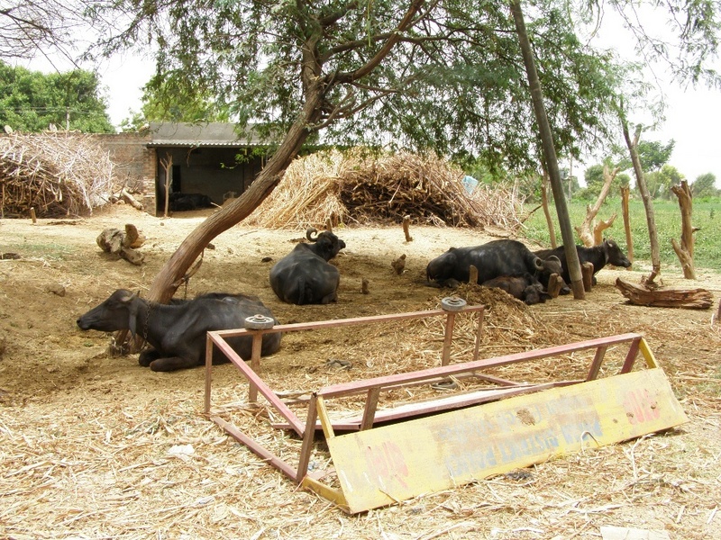 Dairy farm near Lakshmipura with water buffalo