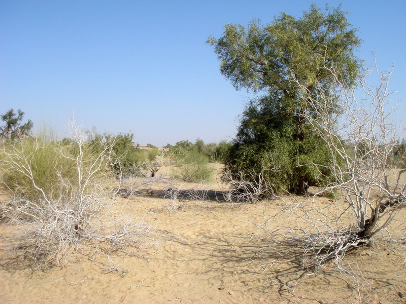 27N 71E in the great Thar desert