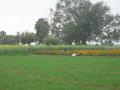 #7: Marigold fields near the confluence