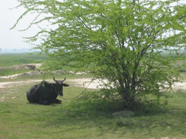 A sleeping cow 800m from the confluence