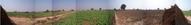 #2: A panoramic view of the fields around the confluence