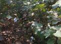 #7: The other main crop near the confluence is cotton.  Close up of some cotton plants.