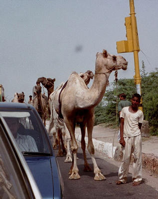 Camel Caravan on highway back to New Delhi