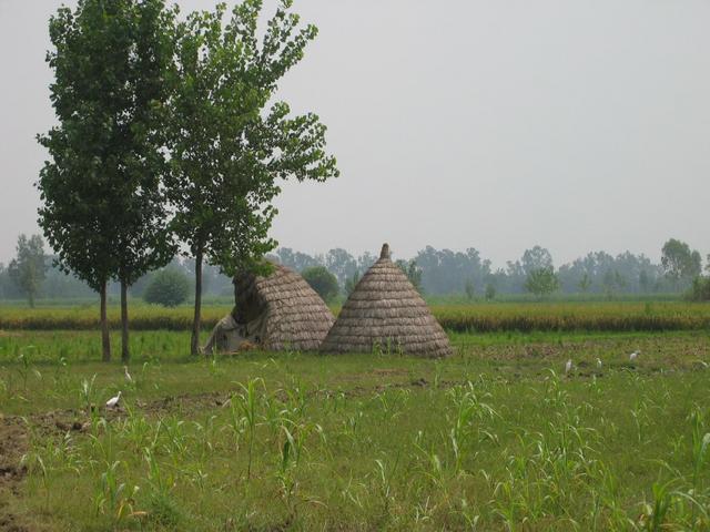 Irrigated fields with haystacks and egrets